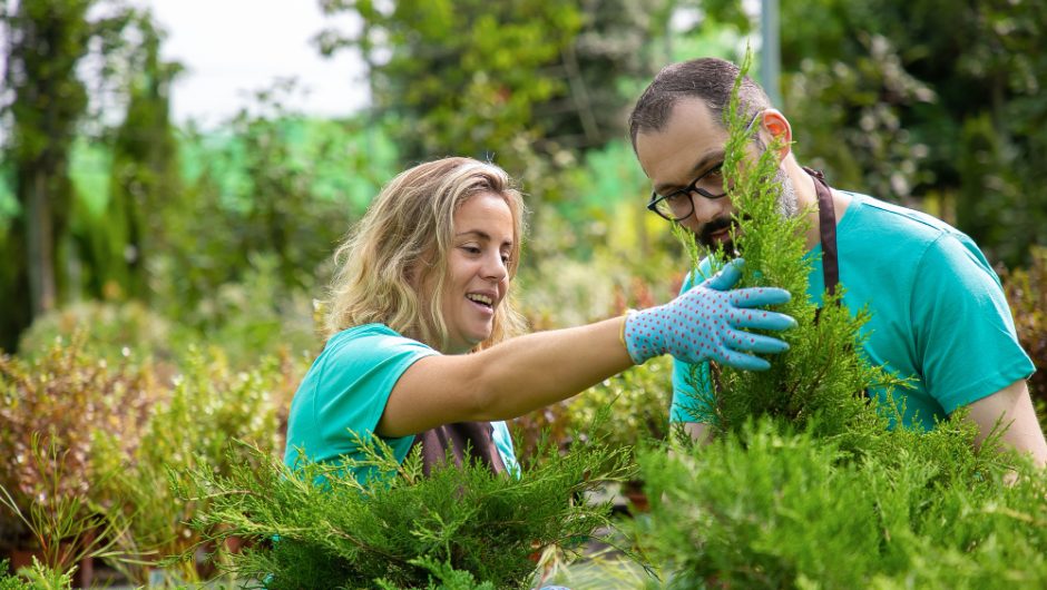Găsește plantele perfecte pentru un gazon sănătos