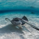 Cele mai frumoase locuri pentru scufundări de noapte