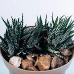 Top 7 plante perfecte pentru terarii