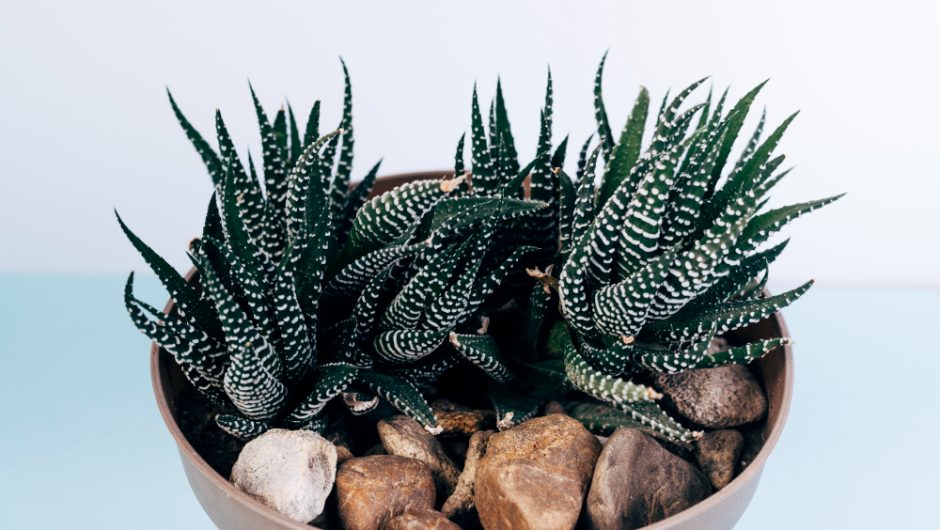 Top 7 plante perfecte pentru terarii